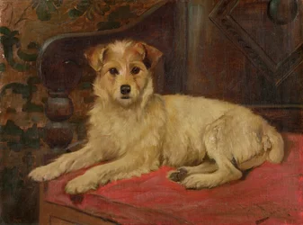 En terrier på en sofa